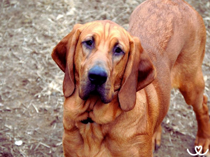 Psi-plemeno-bloodhound (3)